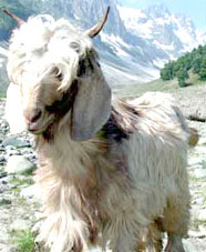 Cashmere Goat in Himalayas